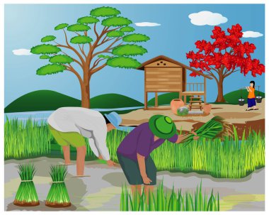 Çiftçi çeltik alanı vektör tasarımında çalışıyor