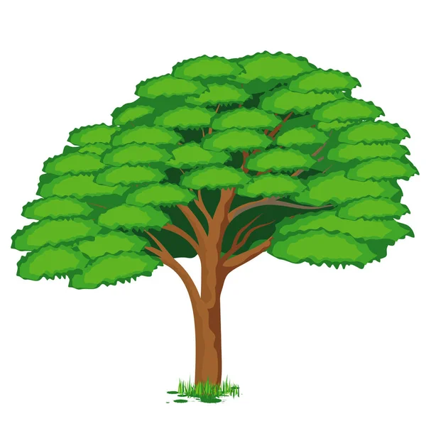 Grön Träd Vektor Illustration — Stock vektor