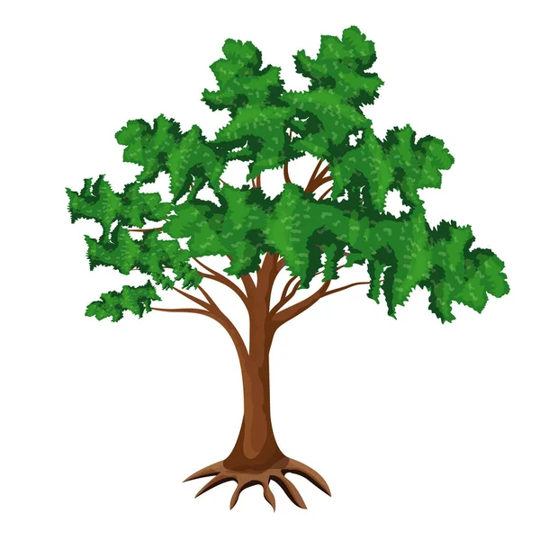 Beyaz Arkaplanda Yeşil Yapraklı Ağaç — Stok Vektör