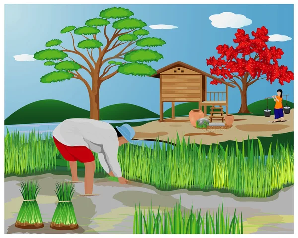 Ilustracja Kobiety Uprawiającej Ryż Polu — Wektor stockowy