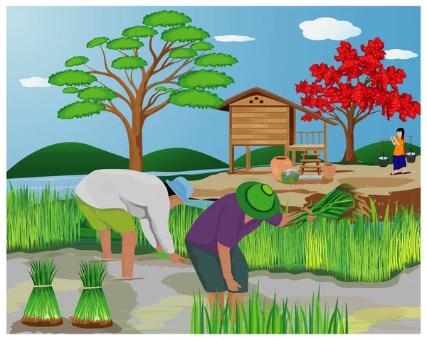 Çiftçi çeltik alanı vektör tasarımında çalışıyor