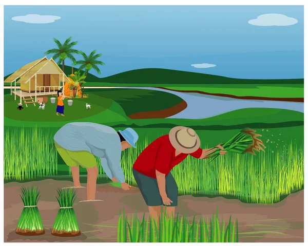 Çiftçi çeltik alanı vektör tasarımında çalışıyor