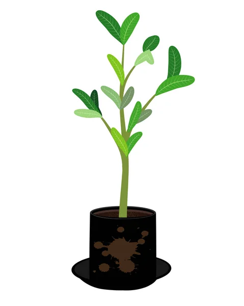 Plante Pot Isolée Sur Fond Blanc Illustration Vectorielle — Image vectorielle