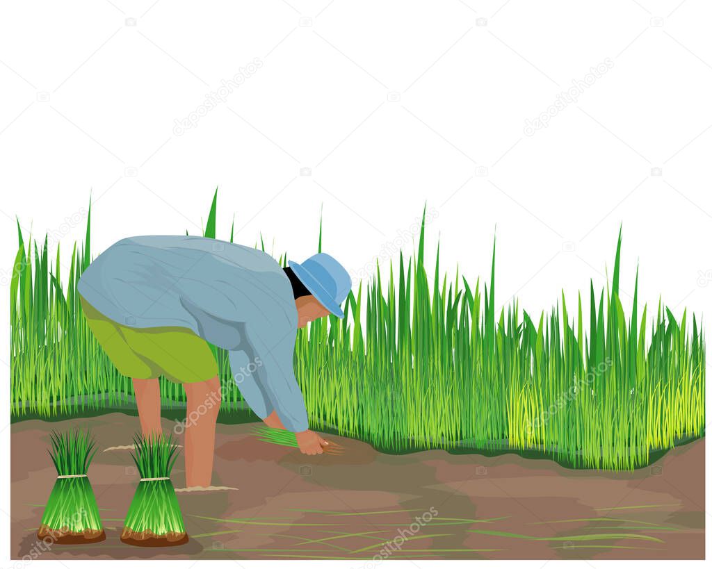 farmer work in paddy field vector design