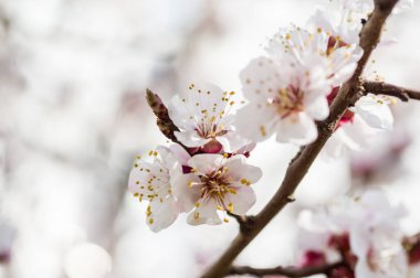 İlkbaharda kayısı çiçekleri, bahar mevsiminde çiçek.