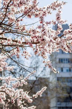 İlkbaharda kayısı çiçekleri, bahar mevsiminde çiçek.