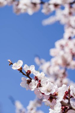 İlkbaharda kayısı çiçekleri, bahar mevsiminde çiçek.