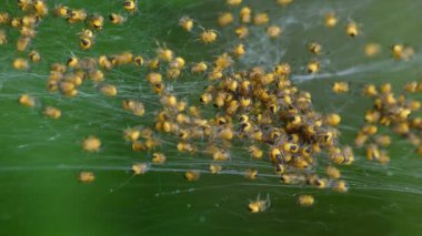 Örümcek yavru demet