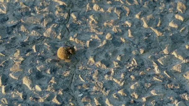 Dung beetle ennuyeux pour la terre — Video