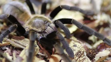 Tayland altın saçaklı tarantula (Ornithoctonus aureotibialis)