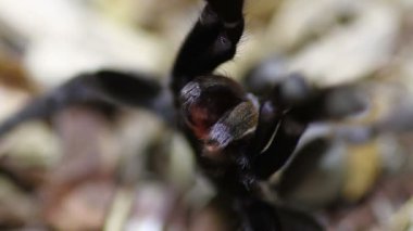 Tayland altın saçaklı tarantula (Ornithoctonus aureotibialis)