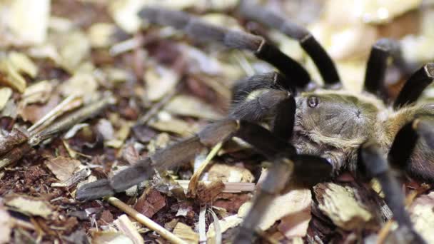 Tayland altın saçaklı tarantula (Ornithoctonus aureotibialis) — Stok video