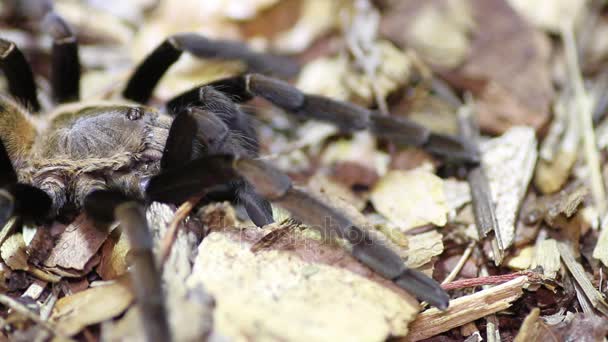 Tailandia Tarántula de flecos dorados (Ornithoctonus aureotibialis ) — Vídeo de stock