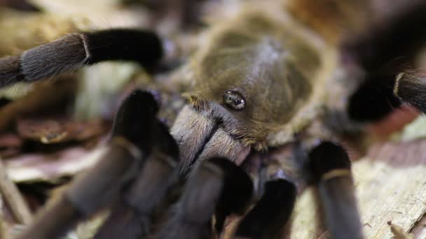 Thajsko zlatý lemovaný tarantule (Ornithoctonus aureotibialis) — Stock video