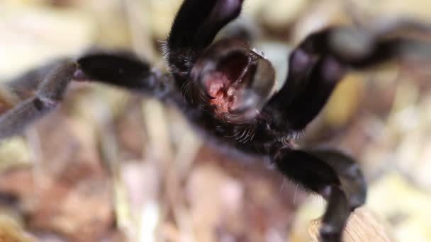 Thailand Golden fransade tarantula (Ornithoctonus aureotibialis) — Stockvideo