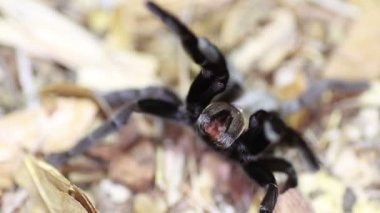 Tayland altın saçaklı tarantula (Ornithoctonus aureotibialis)