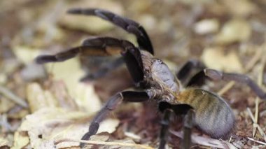 Tayland altın saçaklı tarantula (Ornithoctonus aureotibialis)