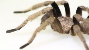 Beyaz arka plan üzerinde Tayland altın saçaklı tarantula