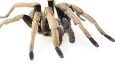 Tarantula Ornithoctonus aureotibialis erkek Yetişkin