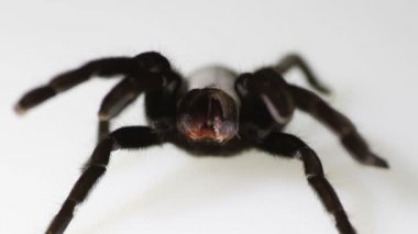 Tayland altın Fringe tarantula Ornithoctonus aureotibialis beyaz arka plan üzerinde