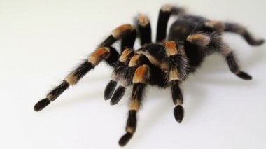 Beyaz arka plan üzerinde Brachypelma smithi