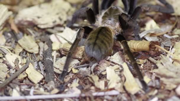Ταϊλάνδη χρυσή Fringed tarantula (Ornithoctonus aureotibialis) — Αρχείο Βίντεο