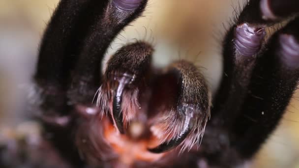 Таиланд Золотой Fringed tarantula (Ornithohonus aureotibialis) ) — стоковое видео