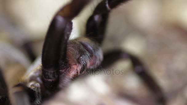 Ταϊλάνδη χρυσή Fringed tarantula (Ornithoctonus aureotibialis) — Αρχείο Βίντεο