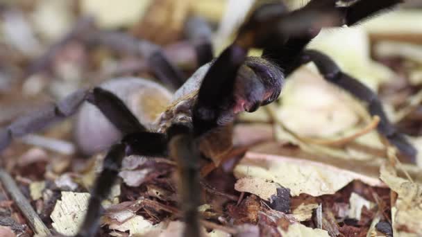 Thailand Golden gefranjerde tarantula (Ornithoctonus aureotibialis) — Stockvideo