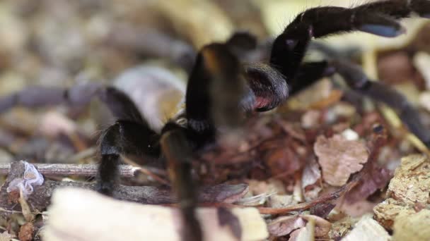 Thailand Golden fransade tarantula (Ornithoctonus aureotibialis) — Stockvideo