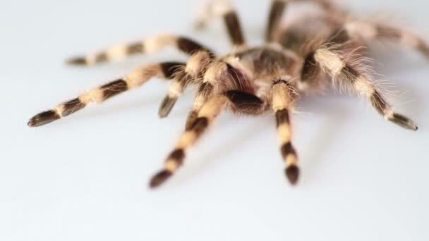 Brasiliansk svart och vitt Tarantula Nhandu coloratovillosus på vit bakgrund — Stockvideo