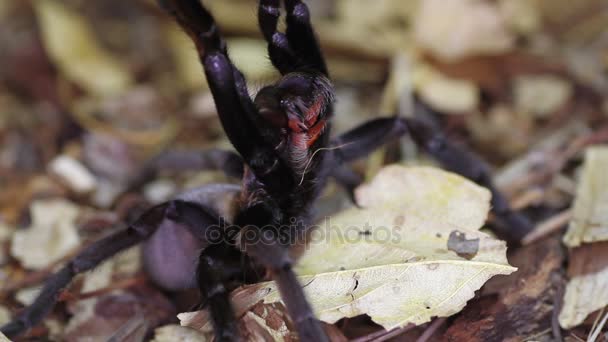 Tajlandia Golden frędzlami tarantula (Ornithoctonus aureotibialis) — Wideo stockowe