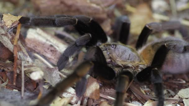 Thailand Golden gefranjerde tarantula (Ornithoctonus aureotibialis) — Stockvideo