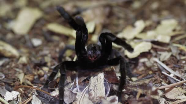 Таиланд Золотой Fringed tarantula (Ornithohonus aureotibialis) ) — стоковое видео