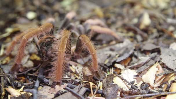 Kolumbiai óriás piros-láb Tarantula (Megaphobema-robustum) — Stock videók