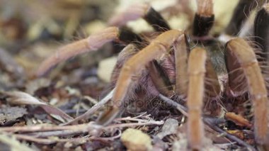 Kolombiyalı dev kırmızı bacaklı Tarantula (Megaphobema robustum)