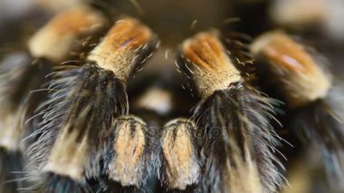 yakın çekim bacak Meksika tarantulası (Brachypelma smithi)