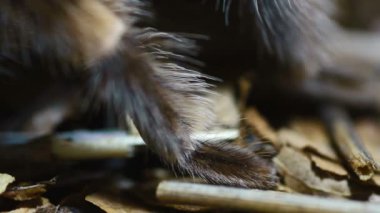 yakın çekim bacak Meksika tarantulası (Brachypelma smithi)
