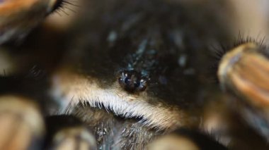yakın çekim Meksika tarantulası (Brachypelma smithi)