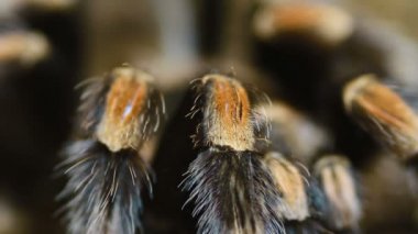yakın çekim bacak Meksika tarantulası (Brachypelma smithi)