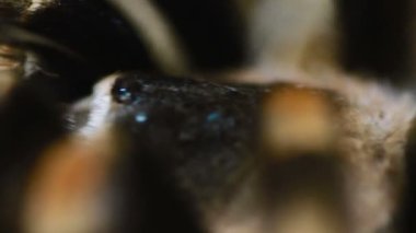 yakın çekim bacak Meksika tarantulası (Brachypelma smithi)