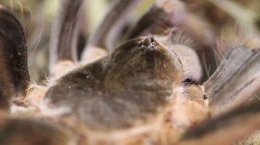 Kolombiyalı dev kırmızı bacaklı Tarantula (Megaphobema robustum)