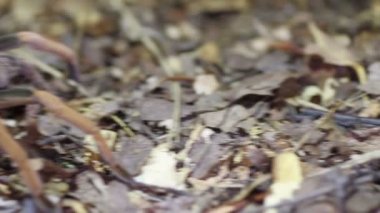 Kolombiyalı dev kırmızı bacaklı Tarantula (Megaphobema robustum)