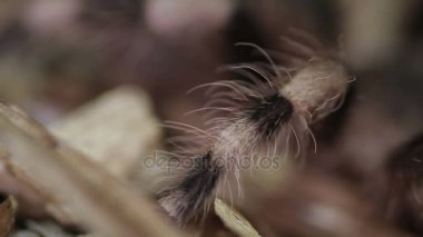 Brezilyalı siyah ve beyaz Tarantula yakın çekim bacak (Nhandu coloratovillosus)