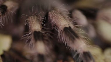 Brezilyalı siyah ve beyaz Tarantula yakın çekim bacak (Nhandu coloratovillosus)