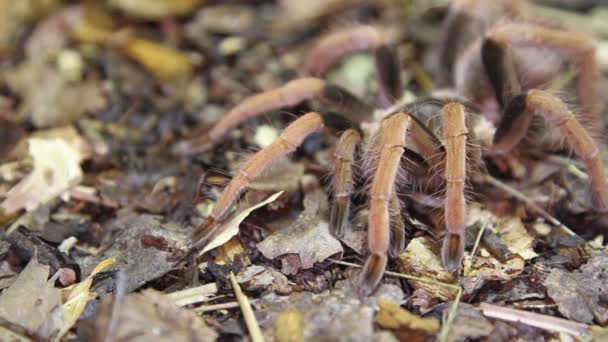 Kolumbijský obří tarantule červená noha (páření robustum) — Stock video