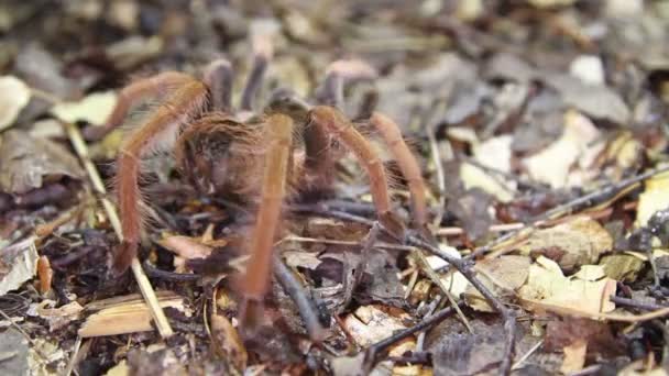 哥伦比亚巨型红腿狼蛛 （Megaphobema 粗壮) — 图库视频影像