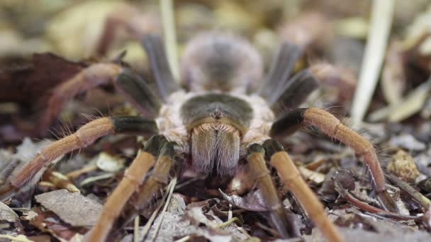 哥伦比亚巨型红腿狼蛛 （Megaphobema 粗壮) — 图库视频影像