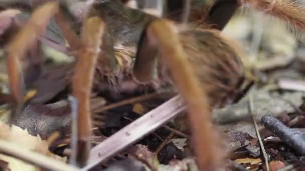 Kolumbijský obří tarantule červená noha (páření robustum) — Stock video