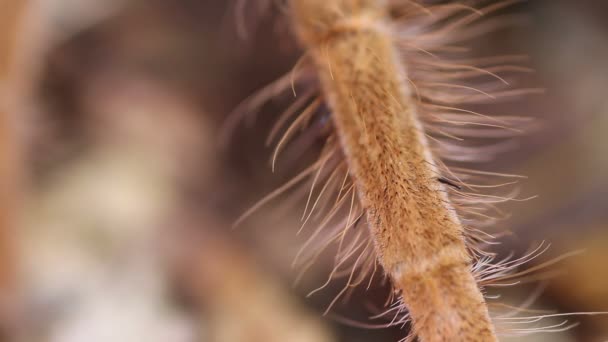 Jambe rouge géante colombienne Tarentule jambe rapprochée (Megaphobema robustum ) — Video